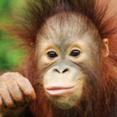 Sabah Tourism Board's profile picture