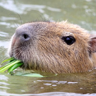 capybara siestantan's profile picture