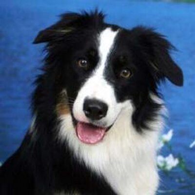 Javo Sanfeliú's profile picture