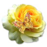 البشير الجزائري's profile picture