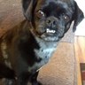 Sara Scheller's profile picture