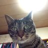 Фото профиля ぴーすけ