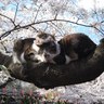 さくらネコ's profile picture