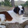 dağlar kızı's profile picture