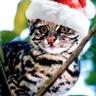 Фото профиля gato magro