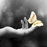 Manal Al-jabri's profile picture