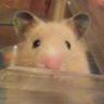 Profilbild von 蛸刺し大好き