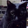 kuroneko's profile picture