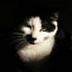 Miepsen's profile picture