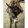 Ted Echols's profile picture