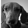 Marcial Alfredo's profile picture