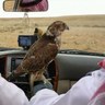 مسفر المري 的头像