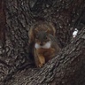 Squirrel's profile picture
