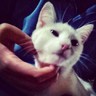 Фото профиля Damdaki_kedi