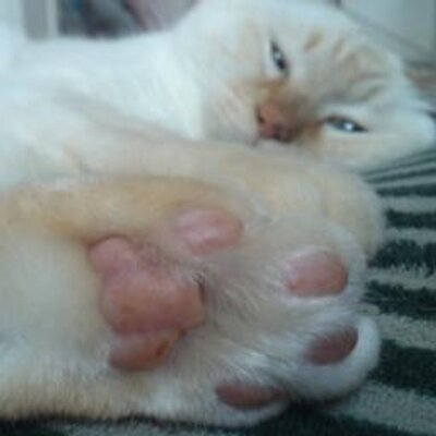 shironekonyanta's profile picture