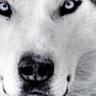 Profilbild von White Wolf Nation