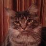 Iren's profile picture