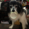 まみぃ改めおこげです's profile picture