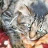 Profilbild von niina