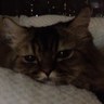 麗太's profile picture