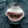 Profilbild von sharky