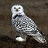 Фото профиля Bubo