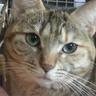 ねーね。 profil fotoğrafı