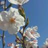 Фото профиля 舞桜
