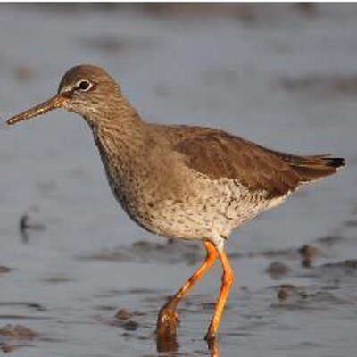 Gavin Durrant's profile picture