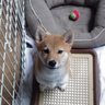 よっし~'s profile picture