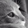 Lesath Avanzini Nik profil fotoğrafı