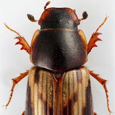 茶's profile picture