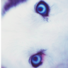 hyperwolf 🐺🐴🌌🛸🇰🇵's profile picture