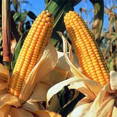 agrolapampa's profile picture