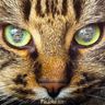 ＊虎猫＊ profil fotoğrafı