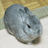 うさパラ☆🐇💕🎏㊗️球春到来🎉 的头像