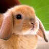 bharoto kusumo's profile picture