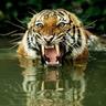 Фото профиля Bayou Bengal