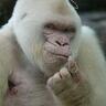 Captain_Pazuzu's profile picture