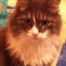 Profilbild von балканский гость