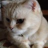 Фото профиля にゃんIBD