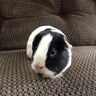 Todd 's profile picture