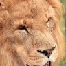 Graham Allan's profile picture