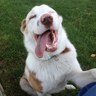 Russell Koch's profile picture
