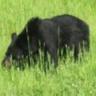 Фото профиля Bears NW