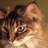 Sullyanne profil fotoğrafı