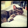Lucas's profile picture