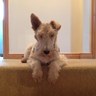 Alison Houston's profile picture