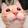 Profilbild von Expert_Cat_Petter