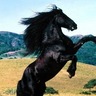 Sh Dorjo's profile picture
